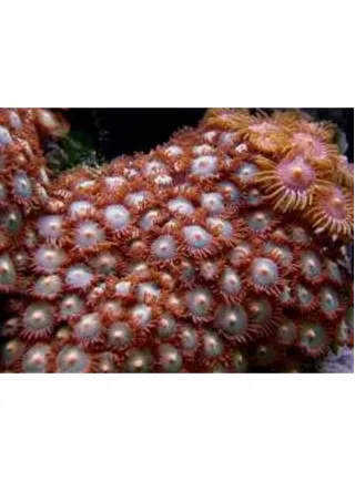 ZOANTHUS SP. RED