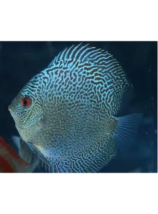 Discus Snake Skin Blue 8 cm