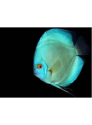 Discus Blu Diamond 6,5 cm n. 1 Esemplare