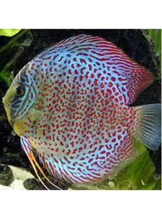 Discus Leopard Snake 8 cm