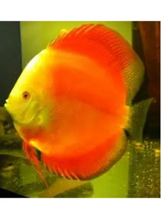 Discus Melon 6 cm