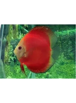 Discus Marlbro Red 8 cm n. 1 Esemplare