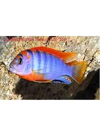 Labidochromis Hongi Super Red Top ml n. 1 Esemplare