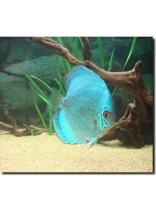 Discus kobalt 6,5 cm 1 Esemplare