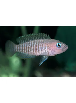 Lamprologus Multifasciatus ml n. 1 Esemplare