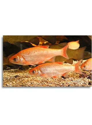 Leuciscus Idus Gold (Mangia Alghe) 8-10 cm