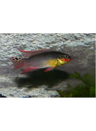 pelvicachromis taeniatus dehae grande 1 esemplare