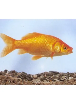 Pesce rosso comune 18-20 cm