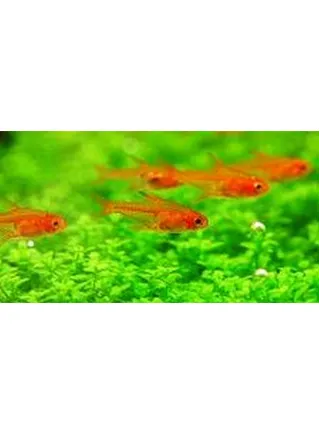 Hypressobrycon Amandae ml Nano Arancio n. 10 Esemplari