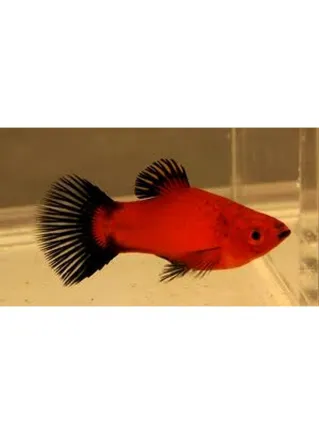 Platy Red Wag lg n. 4 Esemplari