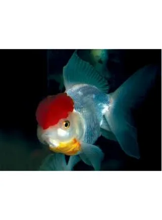 Oranda Testa di Leone Mix 6-8 cm n. 2 Esemplari