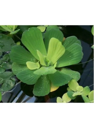 Assortimento 10 mini Pistia stratiotes piante laghetto