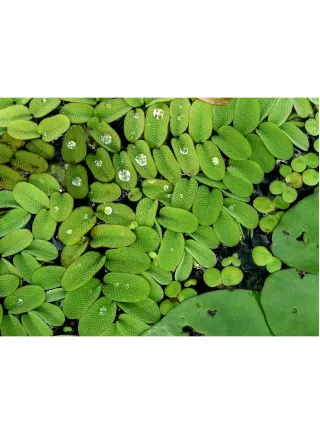 Salvinia Natans pianta galleggiante laghetto porzione 5x5cm