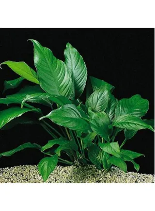 Assortimento 3 Anubias