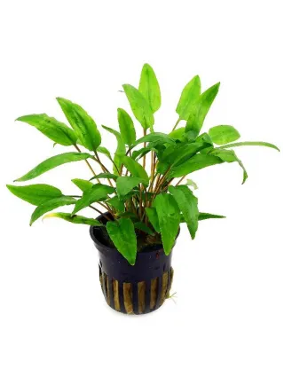 Assortimento 3 cryptocoryne