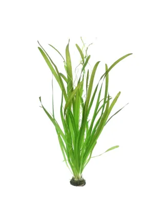 Vallisneria Gigantea assortimento 3 piante