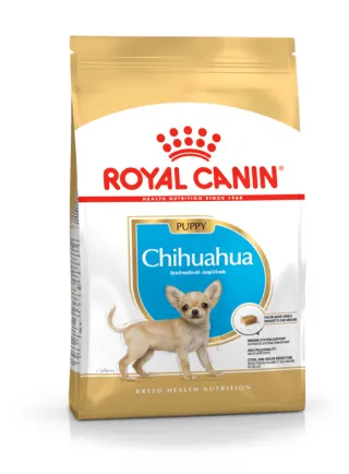 Chihuahua puppy Royal Canin