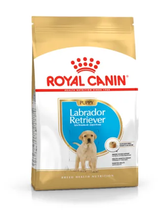 Labrador Retriever Junior Royal Canin