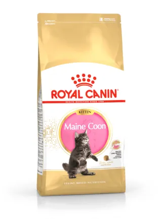 Maine Coon Kitten Royal Canin