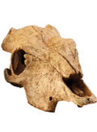RIfugio per rettili Buffalo Skull Small