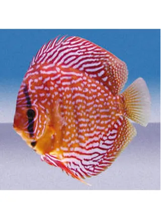 Discus Red Scribbelt 10 cm 1 Esemplare