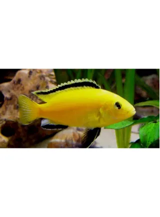 Labidochromis Coerules Yellow ml n. 1 Esemplare