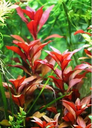 Ludwigia repens rubin 2 piante