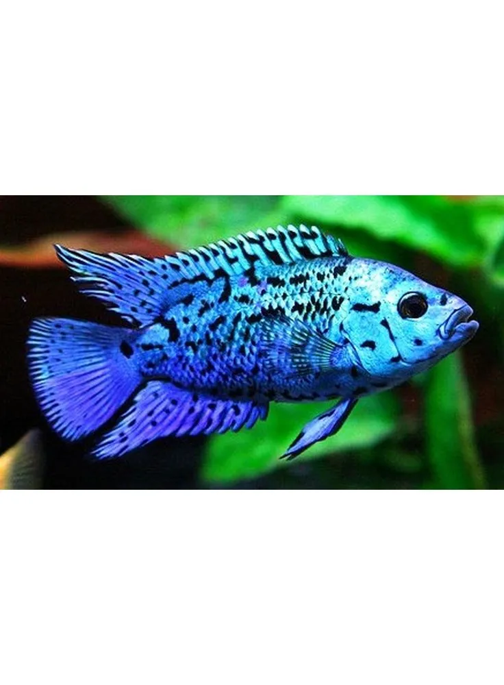 Cichlasoma Octofasciatum Blu Dempsey sm n. 1 Esemplare